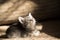 Liitle grey striped cat lying on sofa, indoor