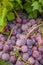 Lijiang, Yunnan Shuhe health food fruit grapes -------