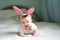 Like bunny rabbits. Cute children in Easter bunny style. Small children in Easter bunny headbands. Little children