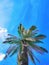 Like you& x27;re in Hawaii blue sky palm tree beautiful sky