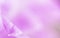 Lila petal flower background.