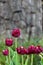 Lila tulip in the garden