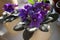 Lilac african violet flower or violet saintpaulias flowers