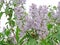 Lilac. All types of lilac differ in beautiful colors, which is why they are bred in gardens.