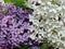 Lilac. All types of lilac differ in beautiful colors, which is why they are bred in gardens.