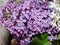 Lilac. All types of lilac differ in beautiful colors, which is why they are bred in gardens.