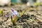 Lilac alpine squill flowers in garden