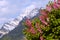 Lilac in alps - austria