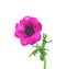 Lilac anemone with curved stems , isolated