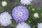 Lilac Asters flowers grow in garden top view