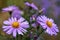 Lilac asters with raindrops covered petals and yellow centers grow on a flowerbed