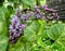 Lilac Aucubafolia with yellow-blotched leaves - flowers close up