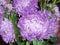 Lilac autumn flowers - asters