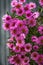 Lilac autumn flowers, perennial chrysanthemums. Purple flowers close up.