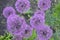 Lilac balls of allium flowers or decorative onions.