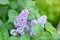 Lilac. Beauty in natutre. Lilac garden. Spring flowers background