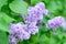 Lilac. Beauty in natutre. Lilac garden. Spring flowers background