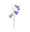 Lilac bellflower isolated on a white background