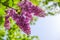 Lilac bloom sky blue spring. purple gardening