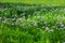 Lilac blooming Cardamine pratensis against the blurred natural background of a rural field