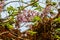 Lilac blooming Paulownia tomentosa tree princess tree, empress tree