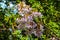 Lilac blooming Paulownia tomentosa tree princess tree, empress tree