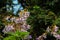 Lilac blooming Paulownia tomentosa tree princess tree, empress tree, or foxglove-tree
