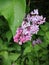 Lilac blooms in early June