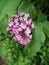 Lilac blooms in early June in the leaves