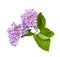 Lilac blossom