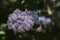 Lilac blossom in Uk garden.