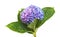 Lilac-blue hydrangea isolated on white