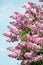 Lilac branch against blue sky in spring day