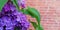 Lilac branch on a brick wall background. A symbolic contrasting picture. Contrast dramatic background