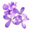 Lilac branch flowers blooming spring. Vector illustration