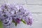 Lilac branch on old background seasonal border
