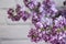 Lilac branch on old background  violet   inflorescence  beautiful  decoration   seasonal border fragrant