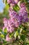 Lilac branch in springtime. Violet florets of lilac spring in garden. Nature wallpaper