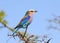 Lilac Breasted Roller