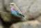 lilac breasted roller