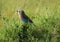 Lilac-breasted roller