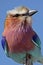 Lilac-breasted roller, Africa
