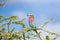 Lilac Breasted Roller bird perching on thorny branch at Serengeti National Park in Tanzania, East Africa