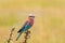 Lilac Breasted Roller bird perching on thorny tree at Serengeti National Park in Tanzania, East Africa