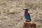 Lilac breasted roller bird standing on a rockin the african savannah.