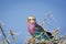 Lilac-Breasted Roller in a branch in the Etosha National Park in Namibia