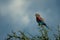 Lilac-breasted roller in bush with clouds behind