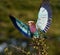 Lilac-breasted Roller with catch.