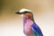 Lilac Breasted Roller in Chobe riverfron