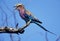 Lilac Breasted Roller, coracias caudata, Adult singing, standing on Branch, South Africa